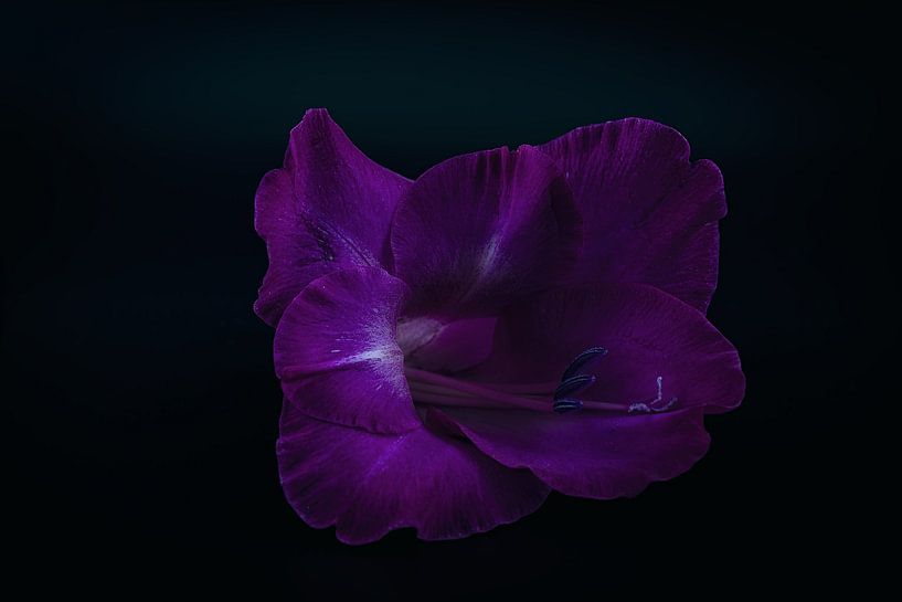 Glaïeuls par Ralf Hickmann