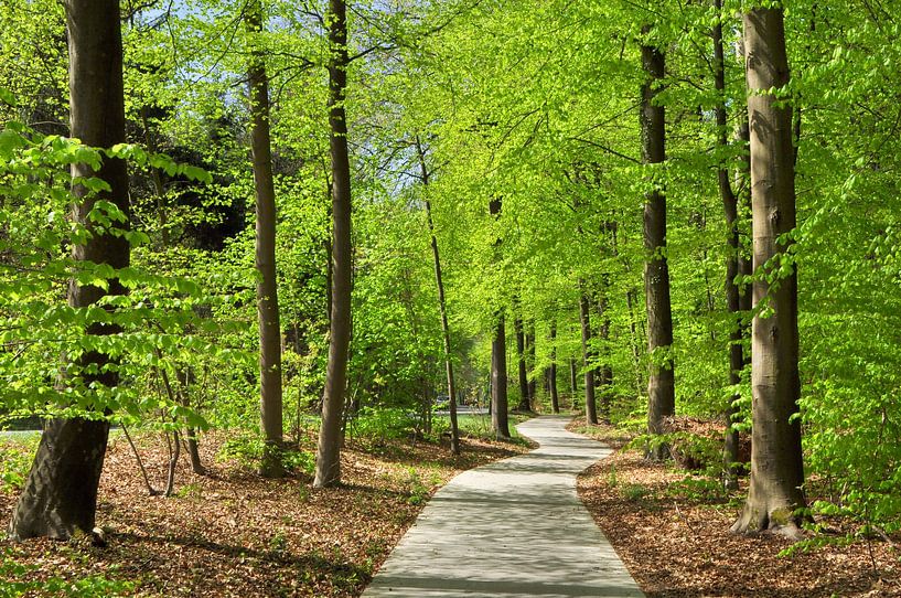 Beech in spring by Corinne Welp