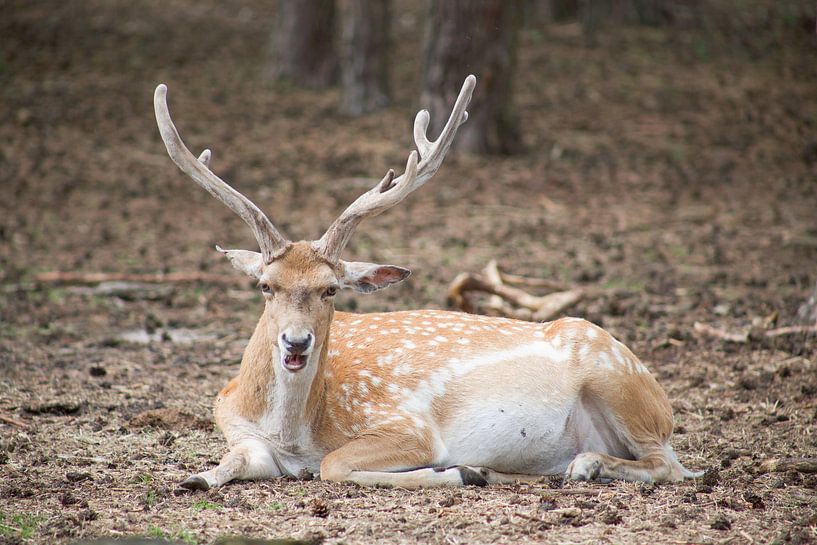 hert by marijke servaes