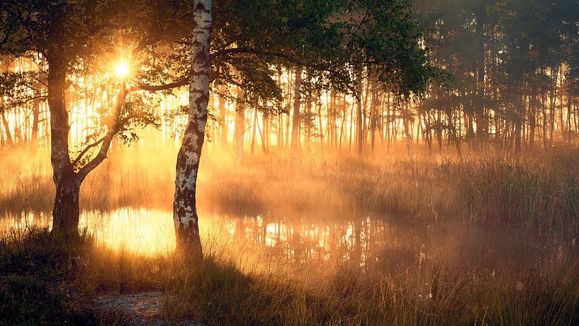 Sonnenaufgang auf der Noorderheide in Vierhouten von Jenco van Zalk