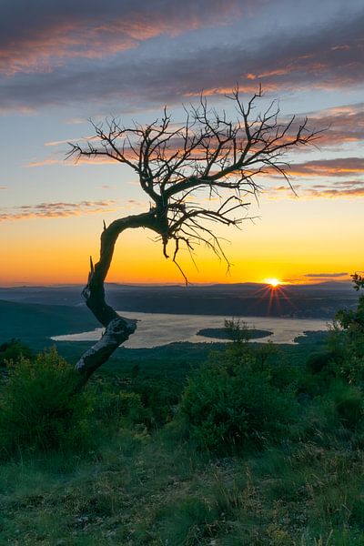 Vieil arbre solitaire sur le lac de Sainte-Croix en France par Bram Lubbers