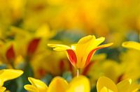 Rote und gelbe Tulpen in der Morgensonne/Tulpen in der Morgensonne