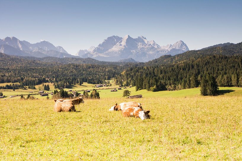 Happy cows in the Bavarian Alps by ManfredFotos