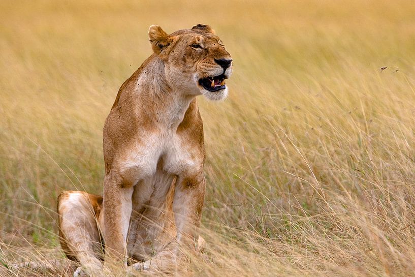 Löwin von Peter Michel