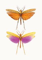 Rariteitenkabinet_Insecten_01