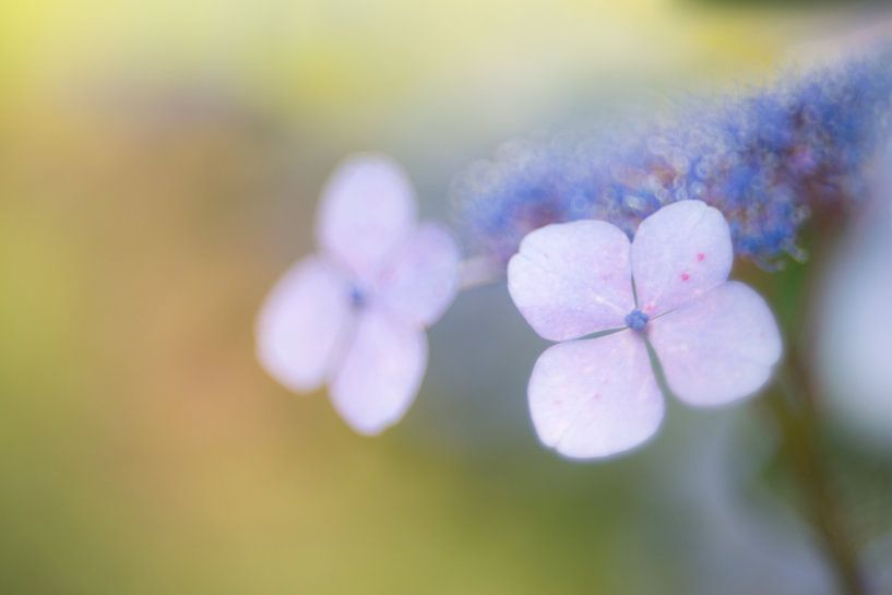 rêveur par Carol Thoelen