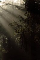 Pine branch in the magical morning light