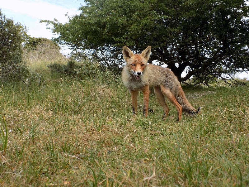Alerte Vos ( Col. 2015 ) par Jan van Bruggen