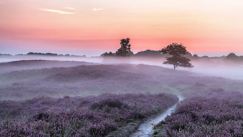 Chemin Gasterse Duinen et arbres bruyère violette et brume par R Smallenbroek