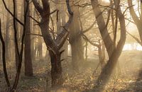 Tanzende Bäume unter dem Sonnenaufgang