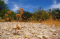 Wüstenblumen
