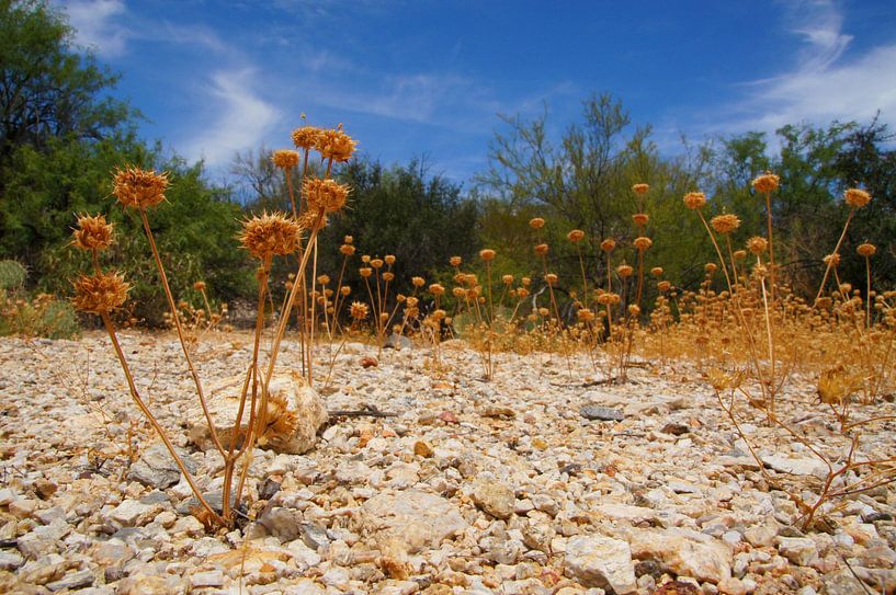 Wüstenblumen von Marlies van den Hurk Bakker