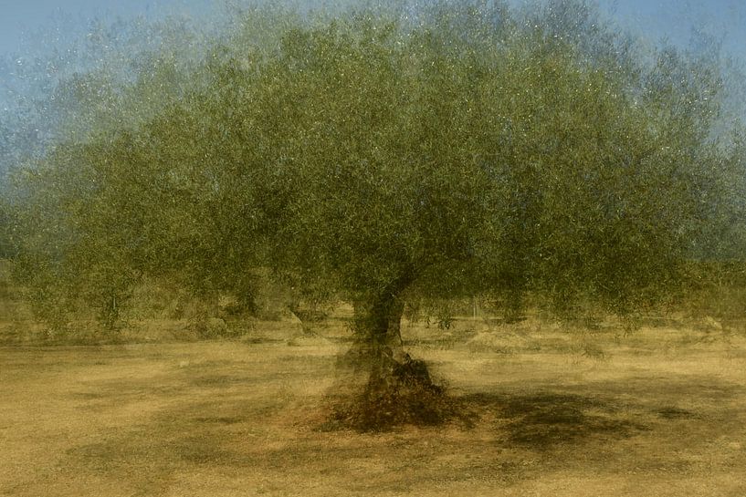 OLIVE TREE (PEP VENTOSA TECHNIQUE) by Petra Terpstra