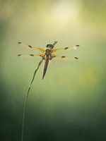 Vierflecklibelle (Libellula quadrimaculata)