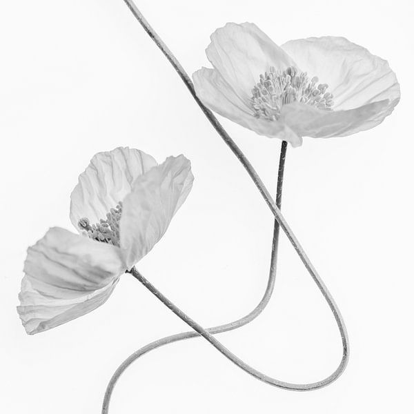 Swinging poppies van Christl Deckx