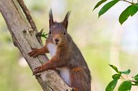 "Niedliches Eichhörnchen"