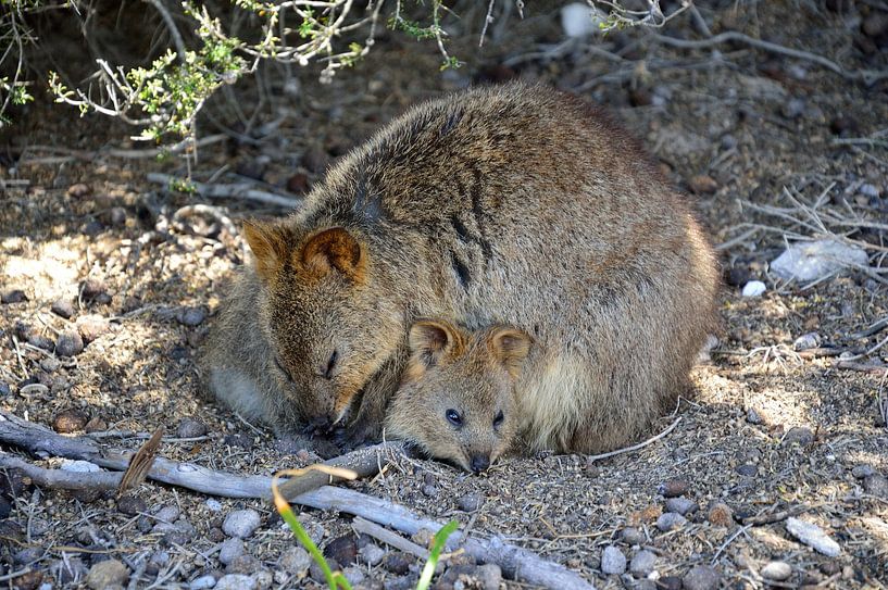 Protégé par la maman quokka par Frank's Awesome Travels