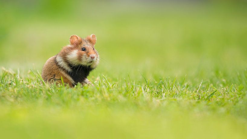 Hamster in the grass by Elles Rijsdijk