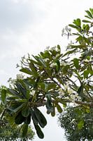 Fleurs indonésiennes