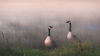 Des oies dans le brouillard
