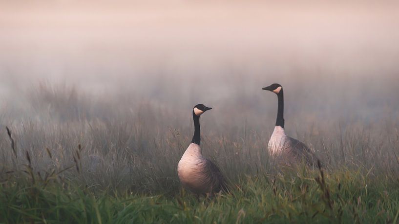 Gänse im Nebel von Berny Schop