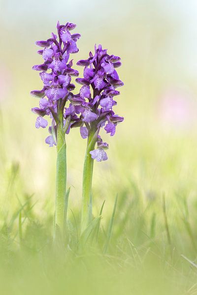 petite orchidée par Daniela Beyer
