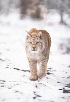 Luchs