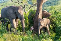 Elefantenmutter mit Elefanten Baby im Naturreservat Hluhluwe Nationalp