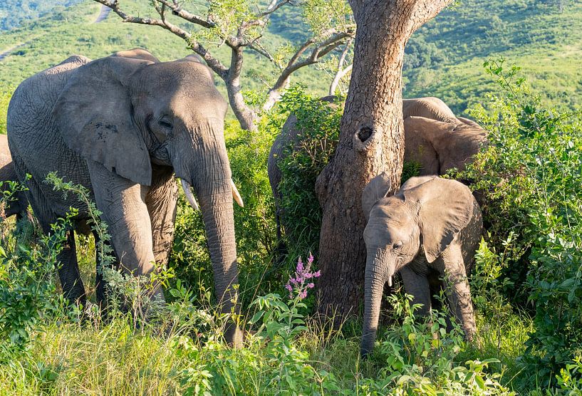 Elefantenmutter mit Elefanten Baby im Naturreservat Hluhluwe Nationalp von SHDrohnenfly