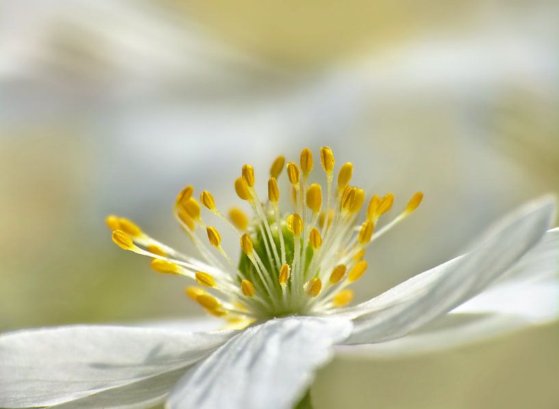 Buschwindröschen (Bosanemone) von Caroline Lichthart