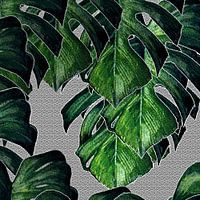 TORPFLANZE monstera deliciosa