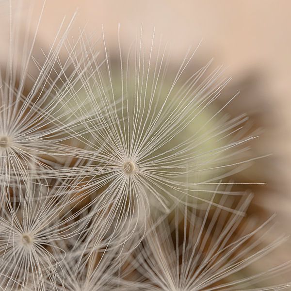 Versteckt sich hinter einem Flauschball der Flauschball von Marjolijn van den Berg
