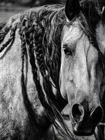Horse black and white