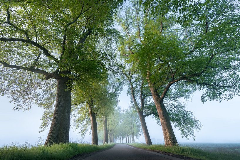 Arbres dans la brume | Photo de paysage à Overijssel par Marijn Alons