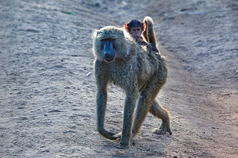 Paviane von Peter Michel