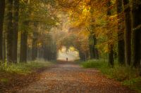 Einsamer Wanderer im Herbstwald