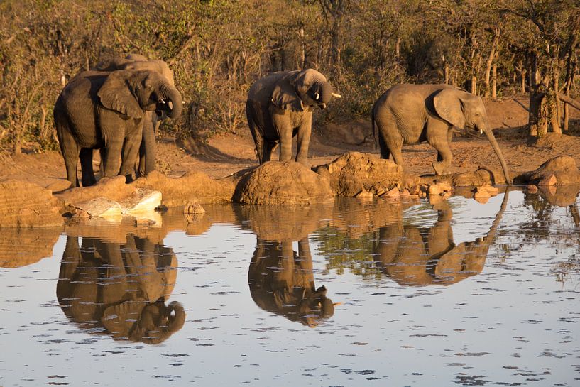 Drinking elephants, kruger park south africa by Marijke Arends-Meiring