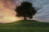 Large oak tree with tyre swing on a grassy hillside meadow