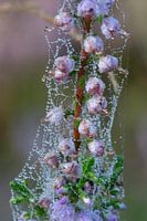 Blooming heather in the morning dew (Brunssummerheide)