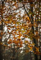 Herbstblätter im Sonnenlicht