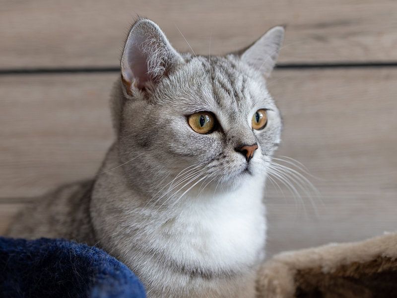 Britisch Kurzhaar Kitten Nala von Teresa Bauer