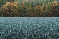 Limburg "the autumn meadow".