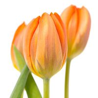 Three orange tulips against a white background