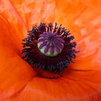 Mohn