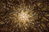 Natürliches Mandala der Bäume