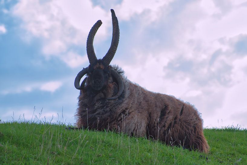 Hebridenschaf von Miny'S