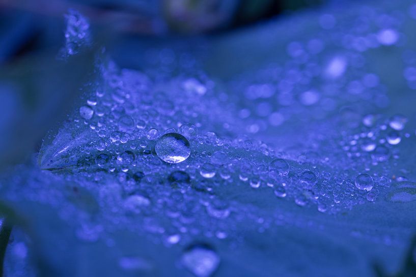 raindrops by Eddy 't Jong