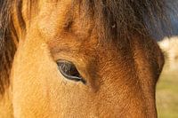 Close-up Icelandic horse