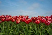 Red tulips under a blue sky