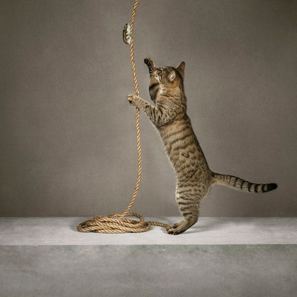 Serie Katzenverhalten - Auf dem Seil von Mariska Vereijken